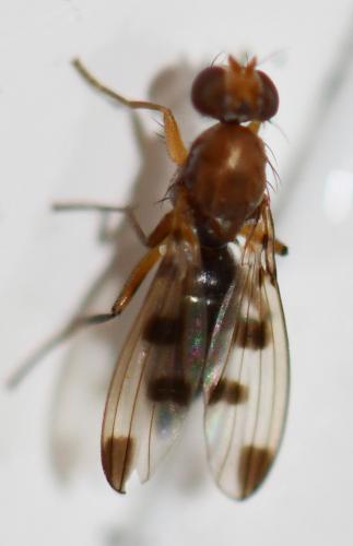 Réf. 268 785 : Geomyza tripunctata